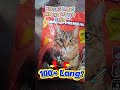 cat litter sand na bago