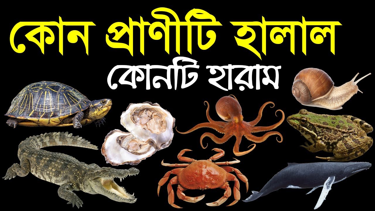 Halal and Haram Sea Animal সমুদ্রের হালাল হারাম প্রাণী YouTube