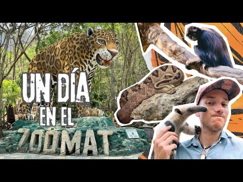 Visitando el Zoomat | Zoologico con puras especies mexicanas.