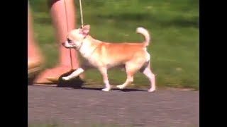 Chihuahua - チワワ - AKC Dog breed series by Sumiya Ishihara 8,225 views 6 years ago 17 minutes