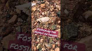 Fossicking for Crystals with My Dog BOO australia outback fossil crystals gold quartz garnet