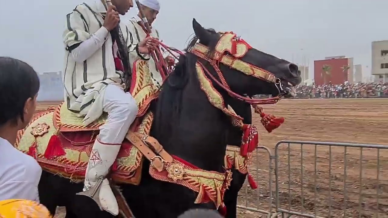 أجواء ذكرى المولد النبوي الشريف مع التبوريدة في مدينة 💥أكادير 💥