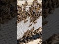 #beekeeping #buckfast #honeybeesting #workerbee #farming #honeybeedance