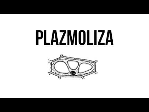 Video: Razlika Med Plazmolizo In Turgidnostjo