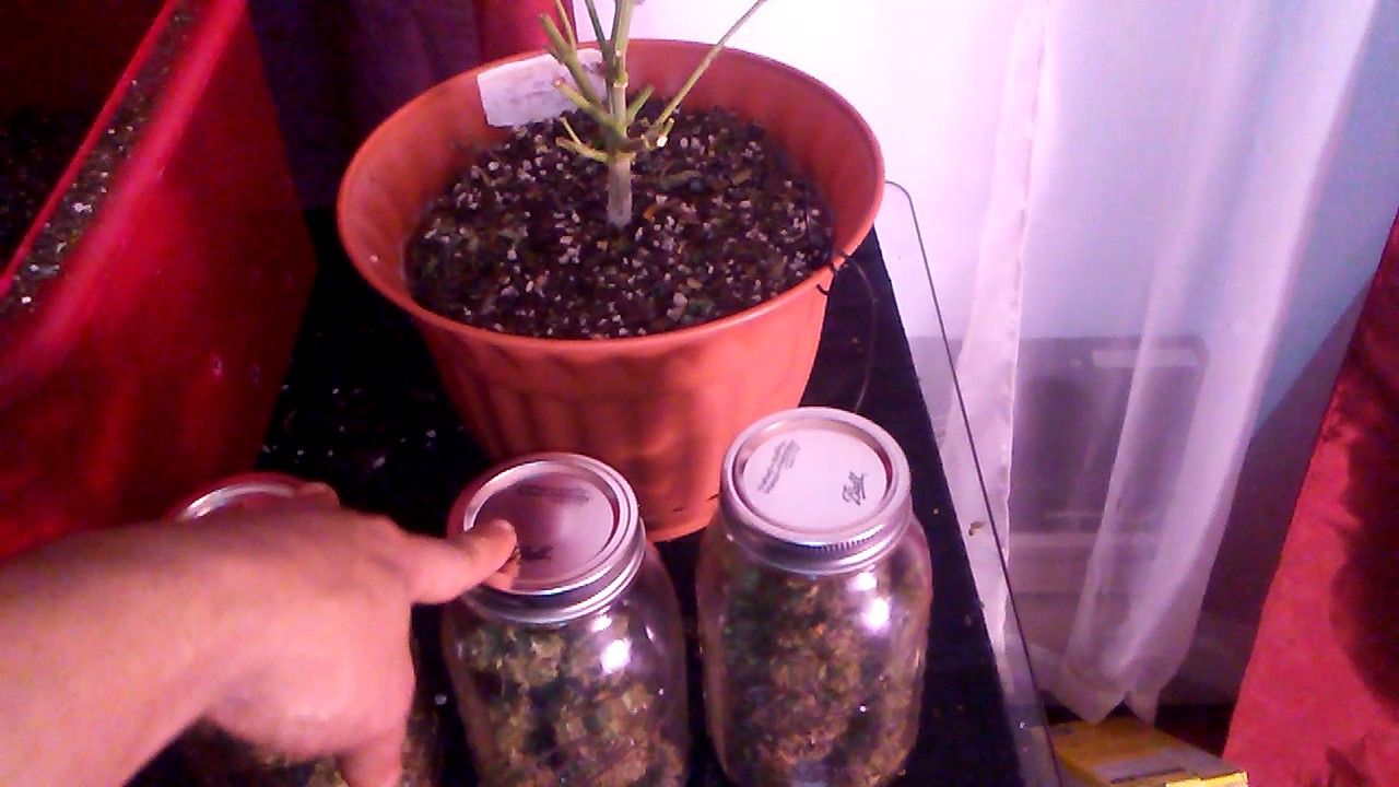 2nd AK47 autoflower week 3.5 from seed