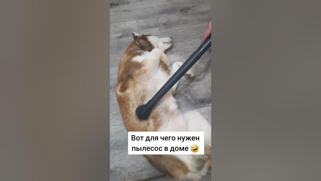 Пылесос для собак - YouTube
