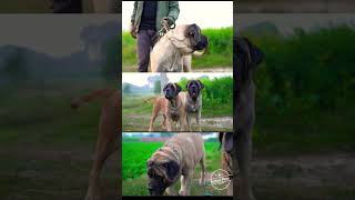 Morning Time with english mastiff // biggest dogs #shorts