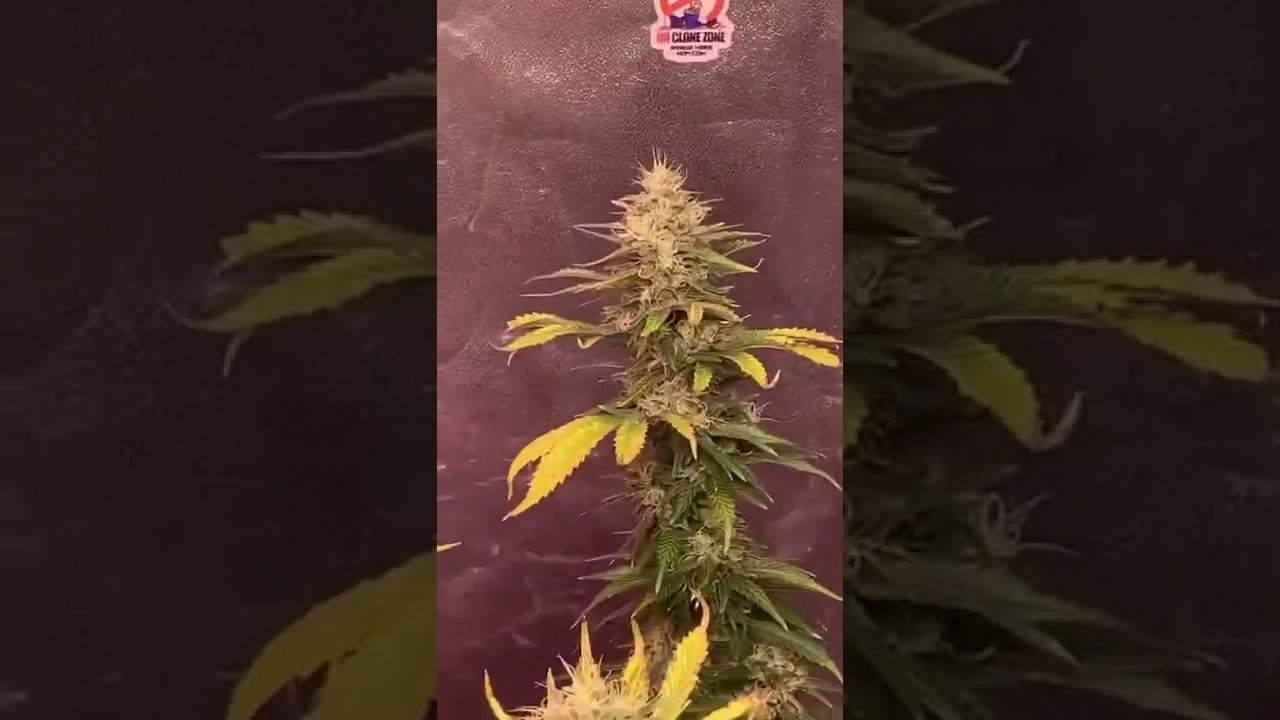 Week 8 of flower organic natural grow indoor