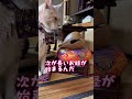【猫お坊の信念】お経終えるまでは席を立ちません #cat #cute