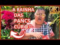 CONHEÇA A PLANTA CRISTA-DE-GALO E DESCUBRA TODOS OS SEUS BENEFÍCIOS para a sua SAÚDE 😱