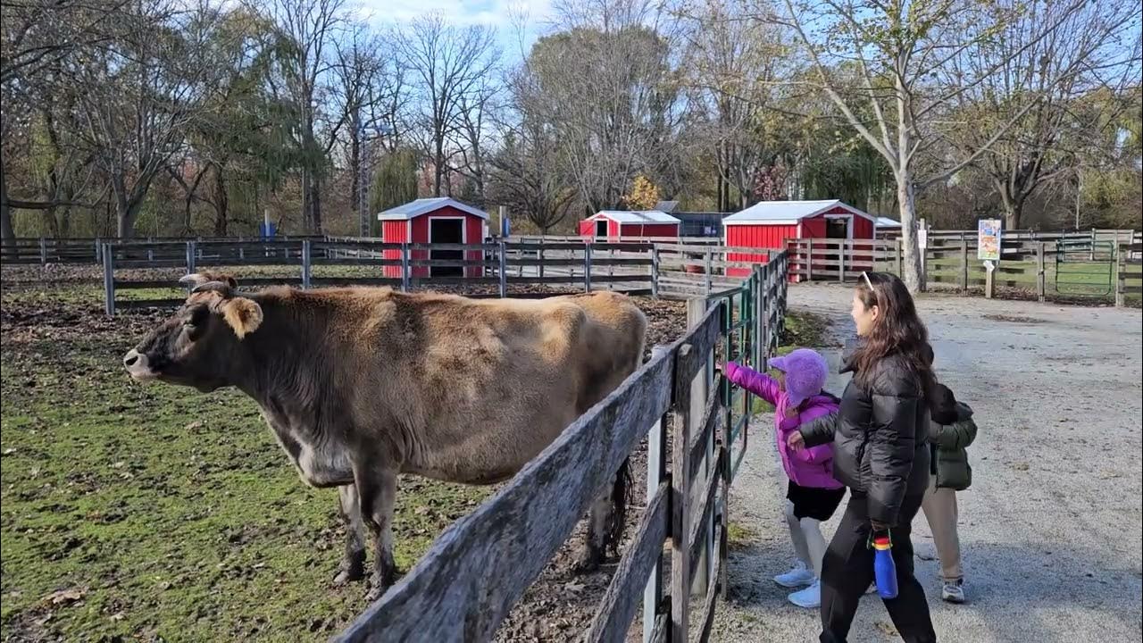 몰래 소 엉덩이 긁어주기 (in sarnia zoo) YouTube
