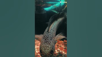 channa kalaymaza rsp( lóc trân châu ngủ sắc )