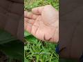 Scolopendra