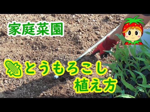 【家庭菜園】トウモロコシ植え方・栽培方法