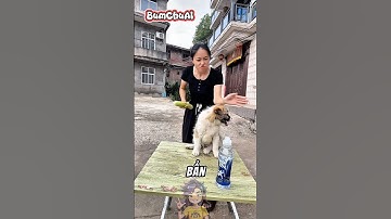 Chó Con Tội Nghiệp Mồ Côi Cha Mẹ Bị Cô Gái Độc Ác Ăn Hiếp