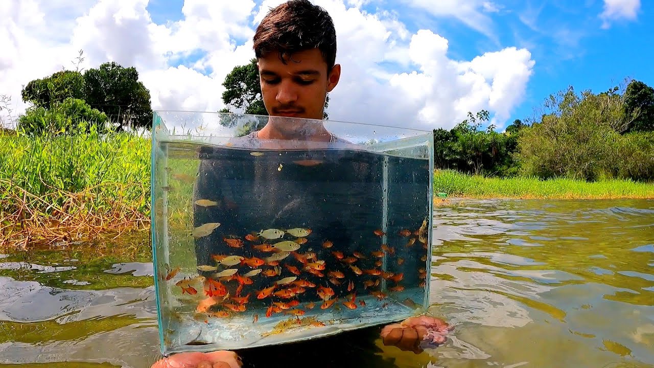 MONTEI UM AQUÁRIO NATURAL PERFEITO! todos vão querer ter em casa