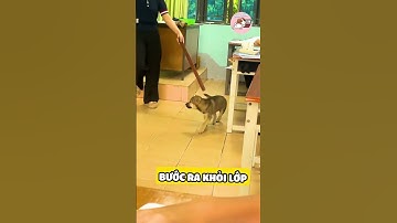 Học sinh cá biệt bị cô đuổi ra khỏi lớp 😂#gaudan