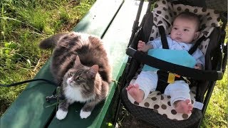 赤ちゃんの散歩に同行する猫 ノルウェージャンフォレストキャット Cat to accompany the baby walk