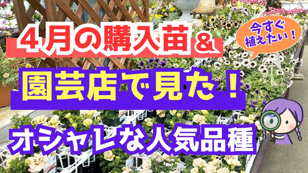 【ガーデニング】園芸のプロもおすすめの注目の人気品種紹介！4月の購入苗！植え付け後も紹介！フラワーガーデン泉・群馬県・gardening