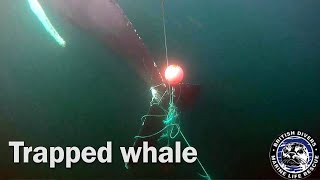 Trapped whale by British Divers Marine Life Rescue 478 views 4 years ago 22 seconds