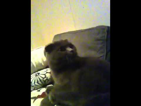 Video: Katt I Soffan