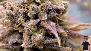 Week 10 Flower , Purple Magic Aka Rosita Kush, Dolato Tv420