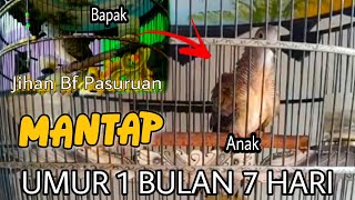 ISTIMEWA❗SUARA ANAK [ CEMBURU ] PERKUTUT VIRAL 24 KETUKAN... | RING JIHAN BIRD FARM