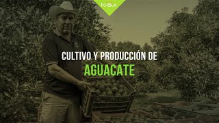 Cultivo y Producción de Aguacate