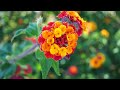 Sony SLT- A58 -Camera -Sample video -18-55mm f/3.5-5.6 Lens