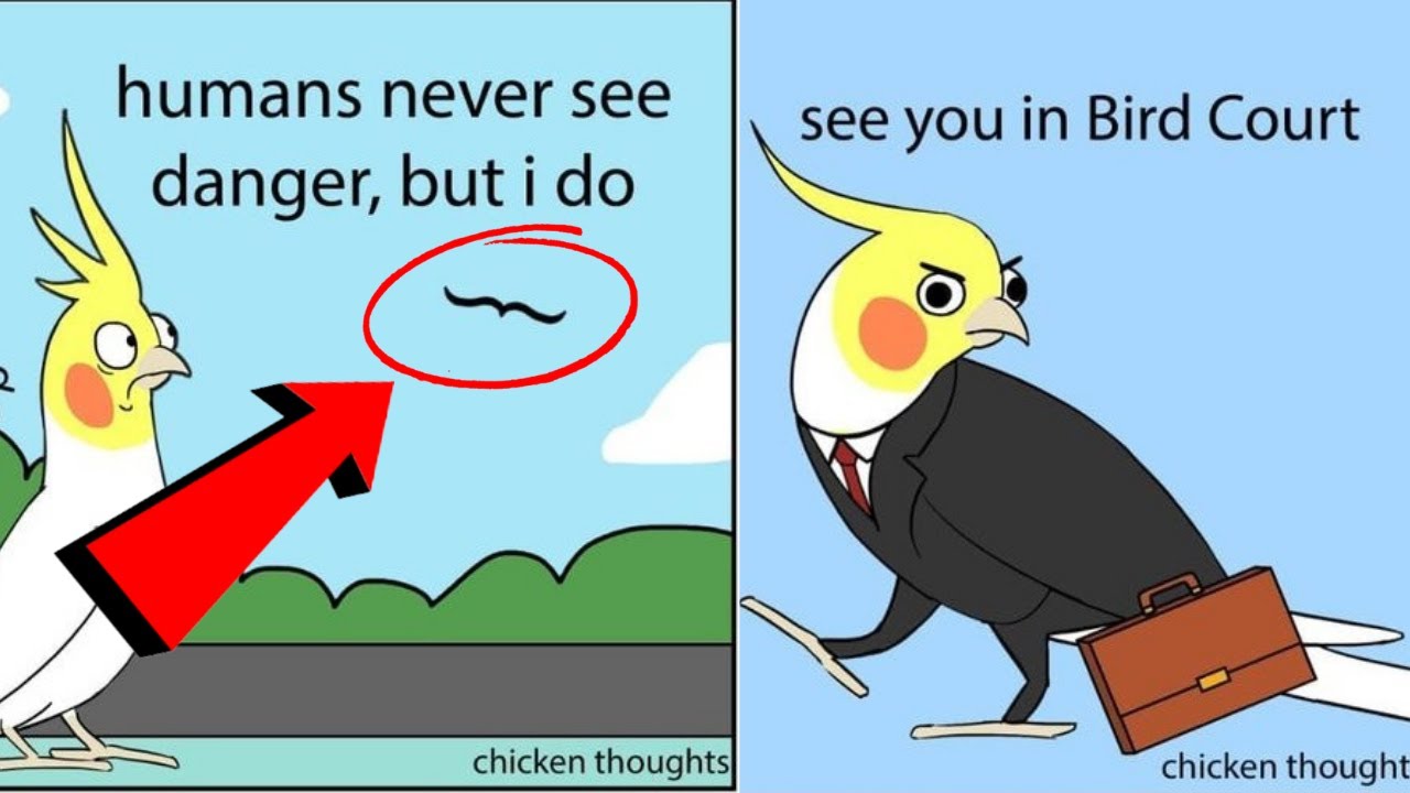 Funny Chicken Thoughts Comics | Illustrated By A Bird Owner - YouTube