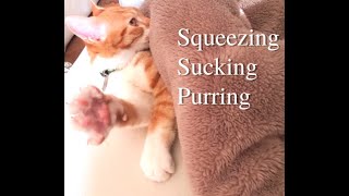 Cat squeezing, sucking, purring【ASMR】.