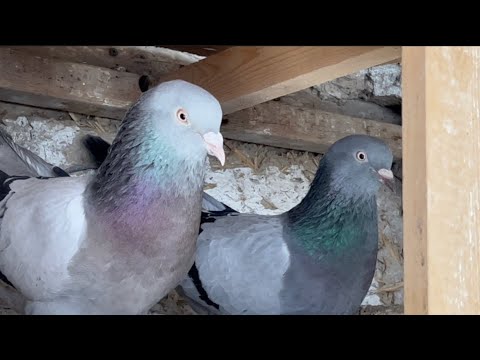 Видео: Синът на Бари Алибасов се заключи в апартамент и гладува майка с шизофрения