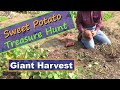Sweet Potato Giant Harvest 10-3-2020 #gardentips