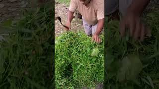 ASMR "cutting grass for cows"