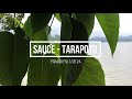 El Sauce resort en Tarapoto Perú | Paraíso en la Selva