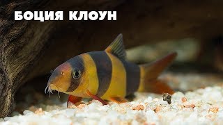 БОЦИЯ КЛОУН - Chromobotia macracanthus | Яркая донная аквариумная рыбка