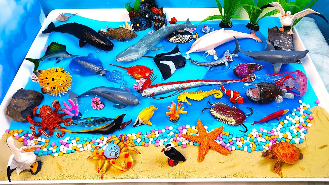 Conoce a los animales marinos: carnívoros, herbívoros y omnívoros