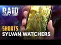RAID: Shadow Legends | Sylvan Watchers | Shorts