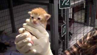 It's Kitten Season