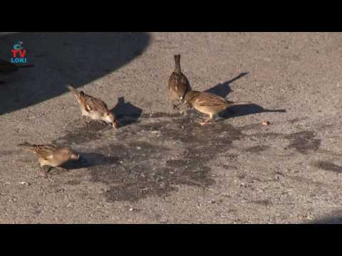 Video: Kako živijo Vrabci
