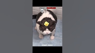 cats are braveless ?? ☠️ #cat #trolledit #trollfaceedit #shorts