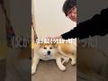 秋田県に来てどうしても秋田犬に触れたい父に振り回されましたwwww