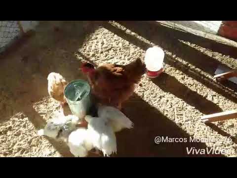 Como fazer a galinha parar de comer ovos アヴェスター