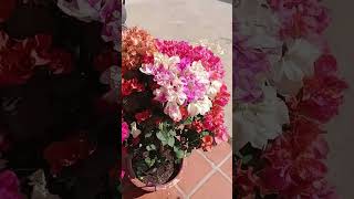Paper flowers🌺🌺#garden #shortsfeed #flowers screenshot 5