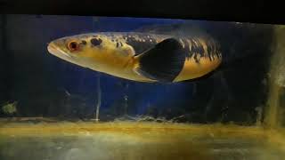 Channa marulioides yellow borneo