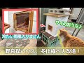 眺めが良くて寒さもしのげる！冬用猫ハウスへ大改良【野良猫の小屋】