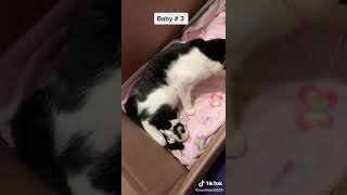 Have You Ever Heard A Cat Farts