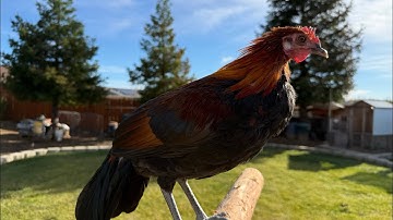 me nyuam ntsuag lau qaib dib #60 December 7, 2024