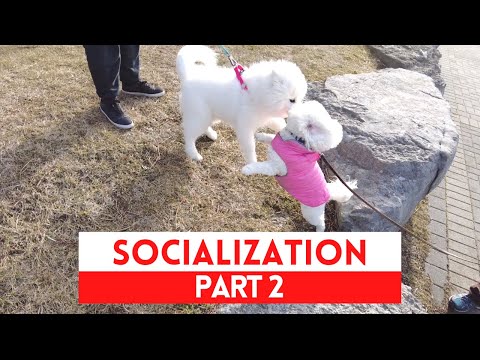 Video: Puppy Socialization, Partea 2