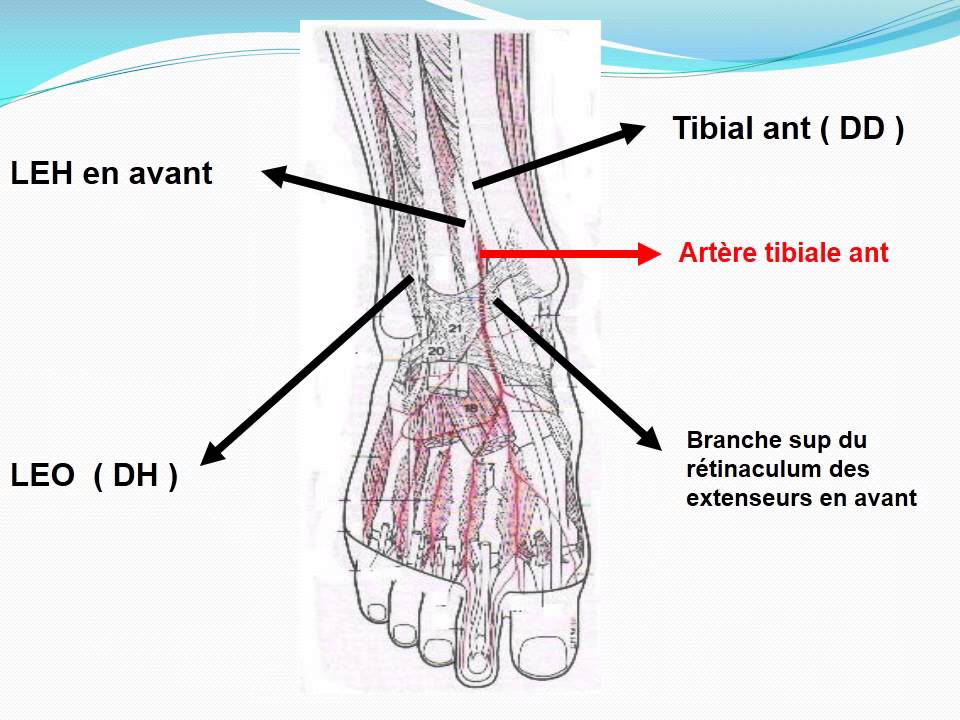 Anatomie Mi Angiologie Du Membre Pelvien - 